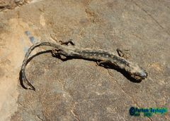 Neurergus crocatus