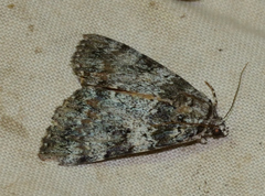 Catocala connubialis