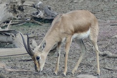Gazella bennettii
