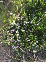 Agathosma cerefolium