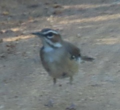 Cercotrichas signata