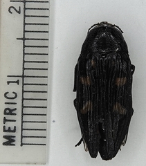 Buprestis consularis