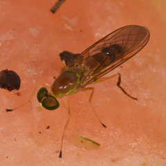 Ptecticus trivittatus