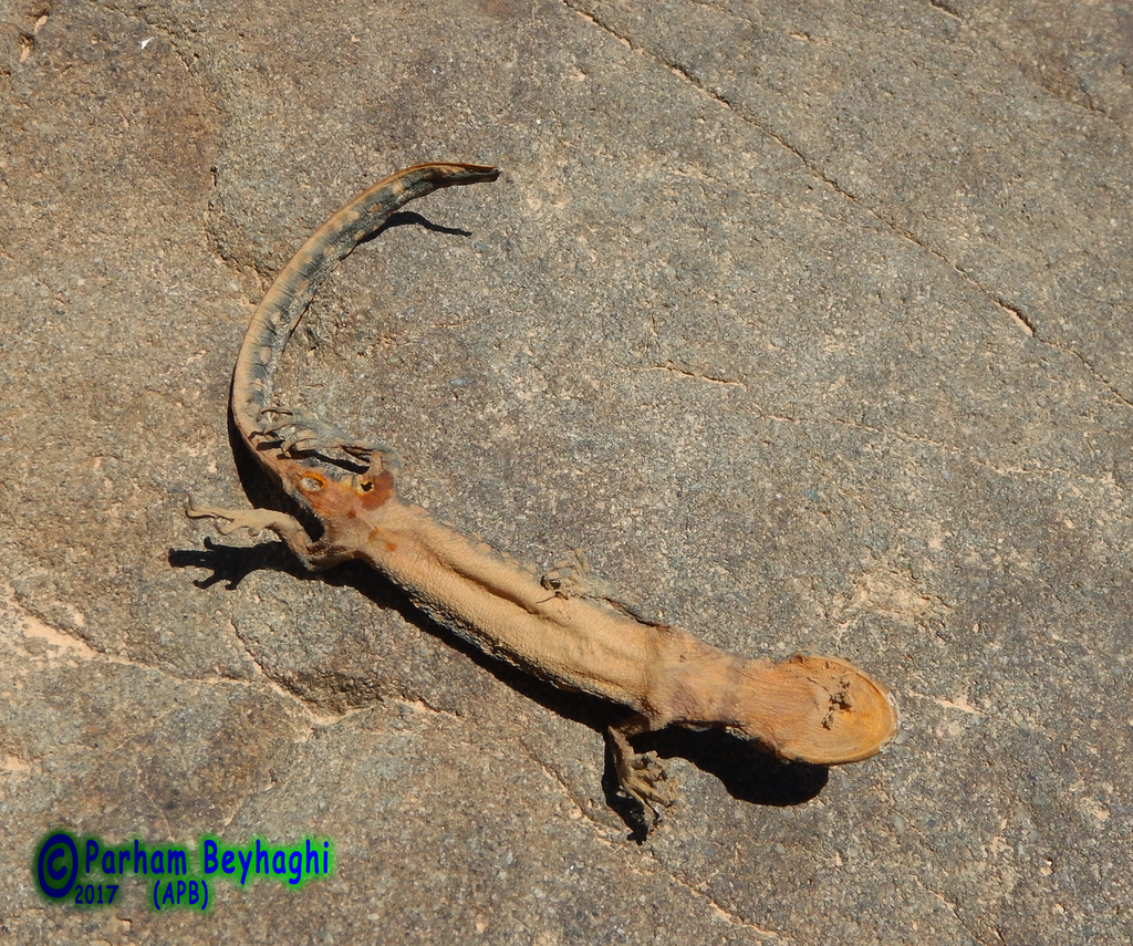 Azarbaijan Mountain Newt