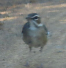 Cercotrichas signata