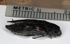 Buprestis consularis