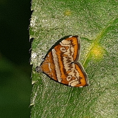 Choreutis orthogona