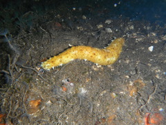 Holothuria impatiens