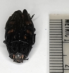 Buprestis consularis