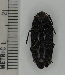 Buprestis consularis