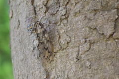 Platypleura capitata