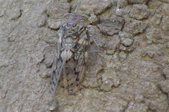 Platypleura capitata