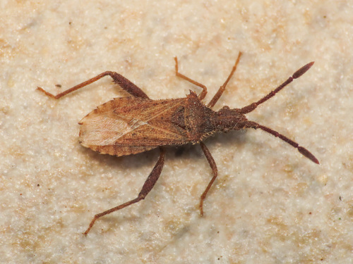 Coriomeris affinis