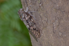 Platypleura capitata