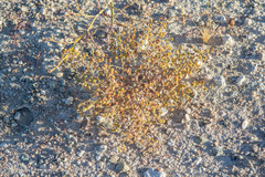 Eriogonum viridescens