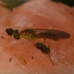 Ptecticus trivittatus