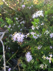 Agathosma cerefolium