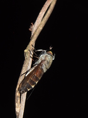 Tabanus autumnalis