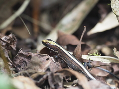 Pholidobolus vertebralis
