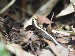 Pholidobolus vertebralis