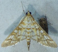 Epipagis fenestralis