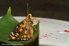 Coladenia indrani