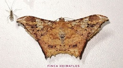 Macaria acutaria