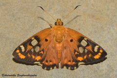 Coladenia indrani