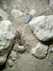 Galeodes araneoides