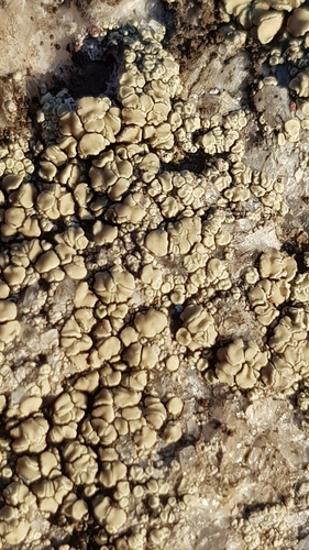 Įvairioji lekanora nuotrauka