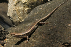 Trachylepis damarana