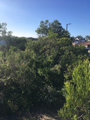 Agathosma cerefolium