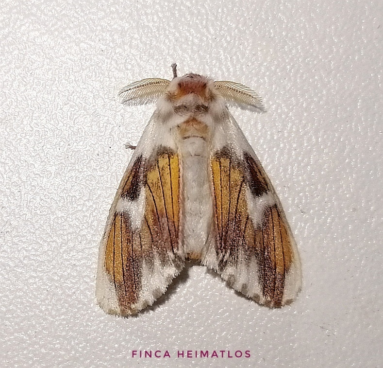 Thagona hedila