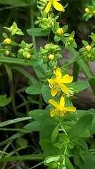 Hypericum ellipticum