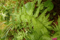 Oreopteris quelpartensis