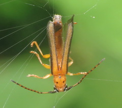 Oberea tripunctata