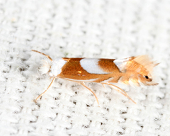 Phyllonorycter fitchella