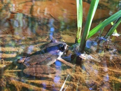 Lithobates sylvaticus image