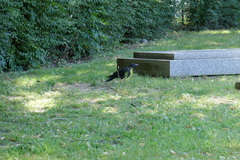 Corvus cornix × corone