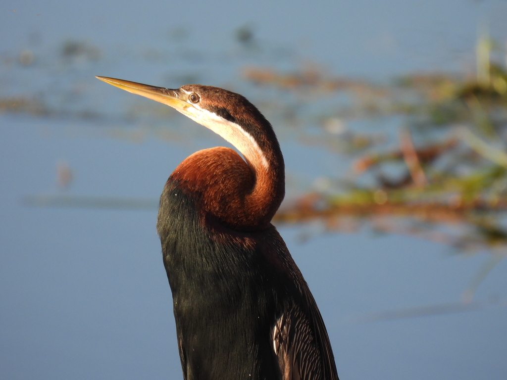Close view of an African darter chestnut neck and long pointed bill