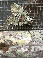 Leuconycta lepidula