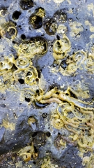 Vermetoidea