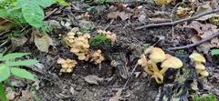 Hypholoma fasciculare