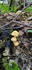Hypholoma fasciculare