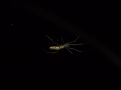 Tetragnatha mandibulata