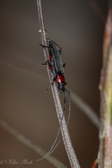 Stenosphenus sobrius