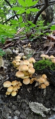Hypholoma fasciculare