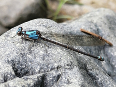 Argia funcki