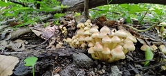 Hypholoma fasciculare