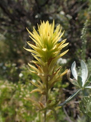 Castilleja applegatei pinetorum